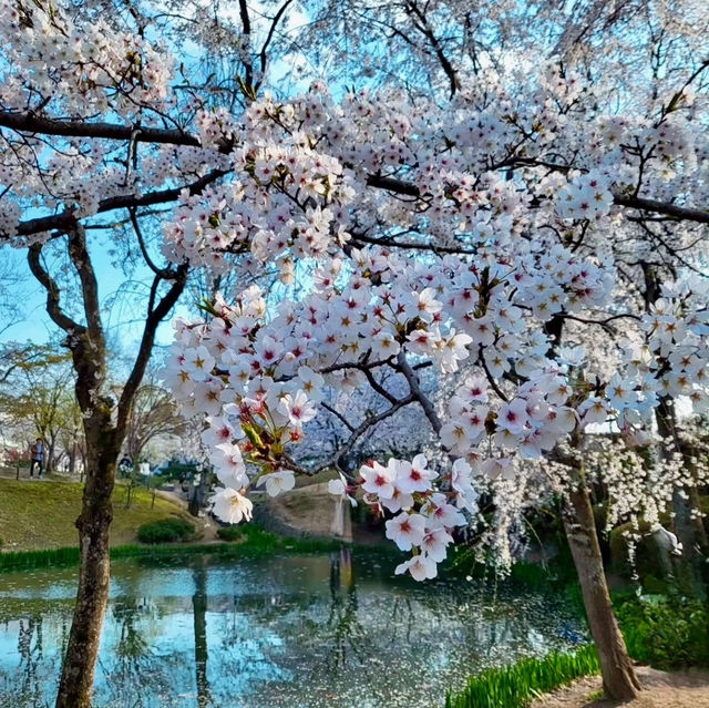 BLUSH OF SPRING | FULL BLOOM IN BOMUN LAKESIDE