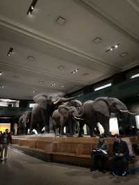 American Museum of Natural History