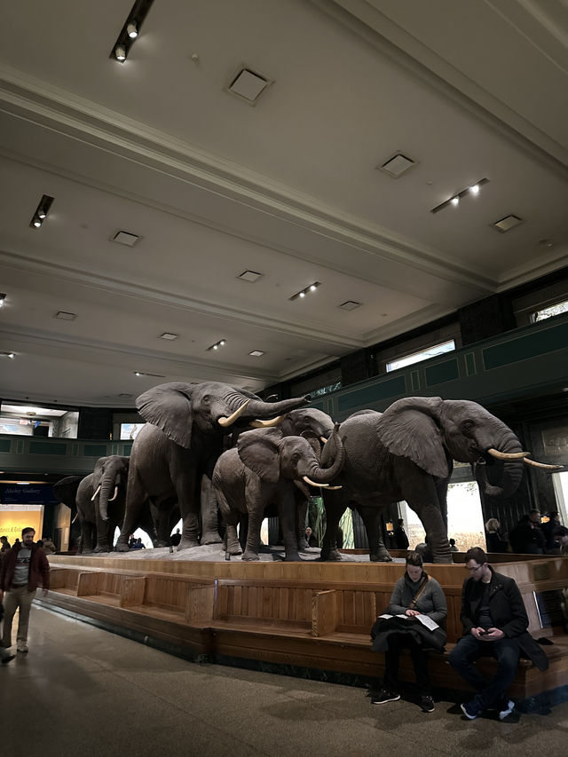 American Museum of Natural History
