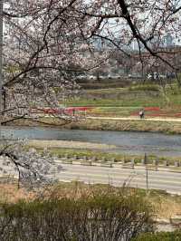 지금 당장 가야 할 청주 벚꽃 축제