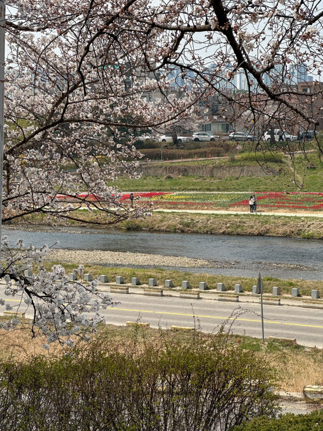 지금 당장 가야 할 청주 벚꽃 축제 지금 당장 가야 할 청주 벚꽃 축제