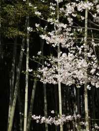 Cherry Blossoms at Tiger Hill- A Classical Chinese Sakura Experience