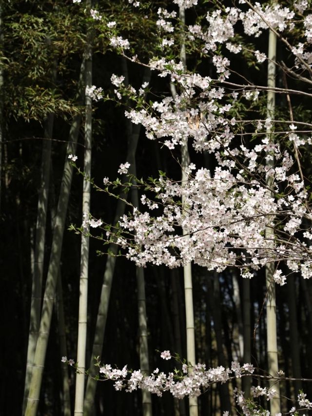Cherry Blossoms at Tiger Hill- A Classical Chinese Sakura Experience