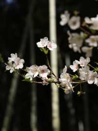 Cherry Blossoms at Tiger Hill- A Classical Chinese Sakura Experience