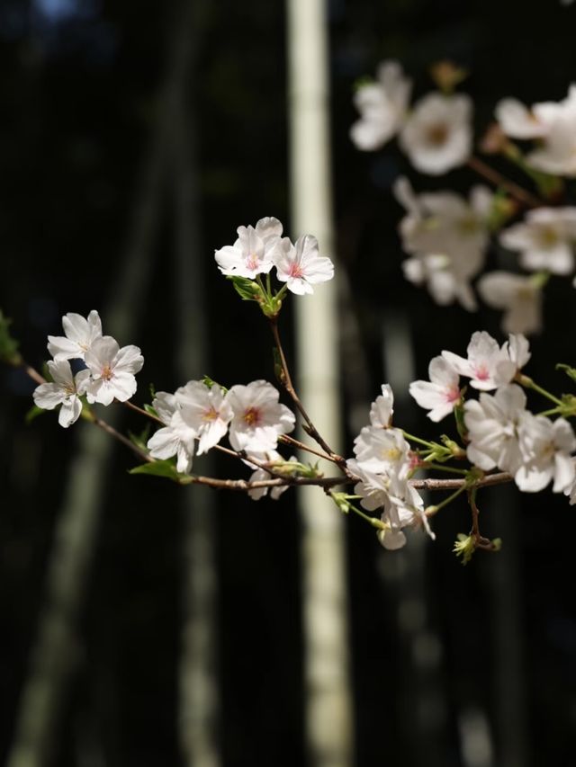 Cherry Blossoms at Tiger Hill- A Classical Chinese Sakura Experience