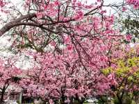 🌸** 賞櫻的迷人櫻花樹**🌸