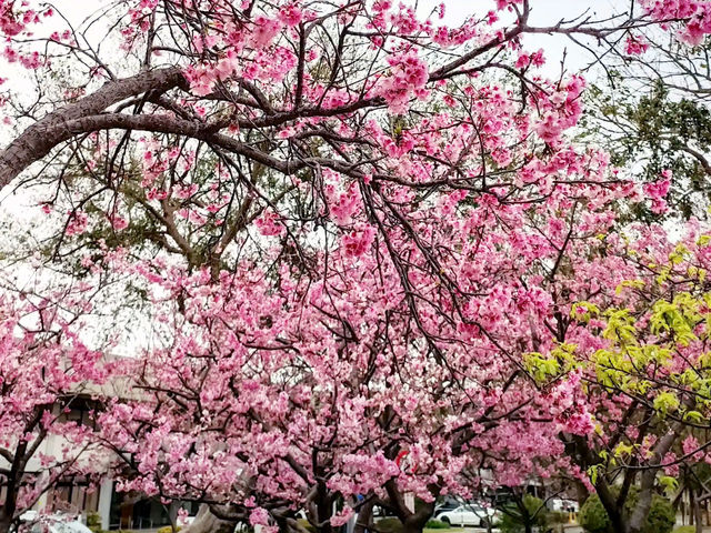 🌸** 賞櫻的迷人櫻花樹**🌸