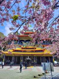 ไปดูดอกแมกโนเลียที่ Alishan 