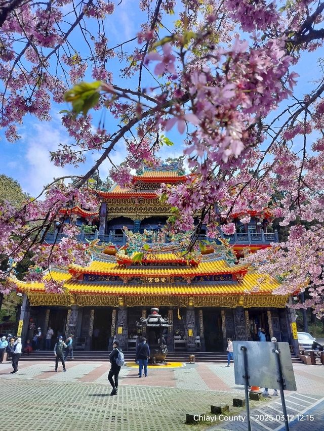 ไปดูดอกแมกโนเลียที่ Alishan 