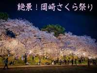 【愛知県】ライトアップが幻想的✨岡崎城公園のさくら