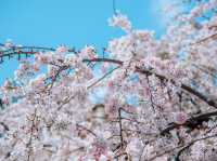 ซากุระที่สวนอุเอโนะ โตเกียว 🌸🌸🌸