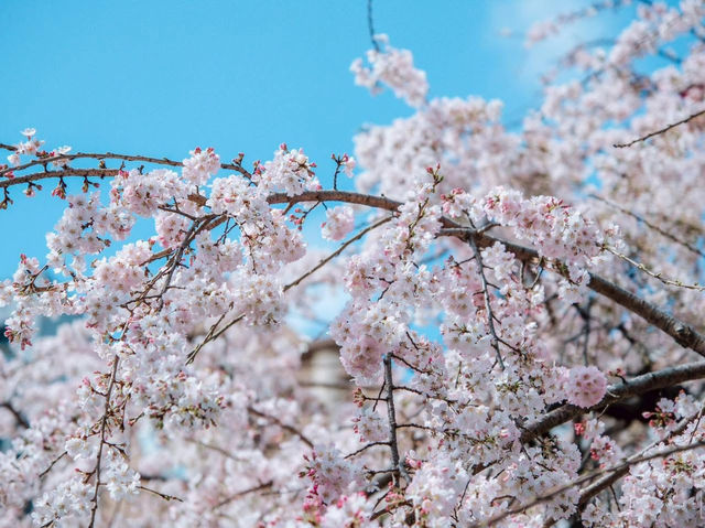 ซากุระที่สวนอุเอโนะ โตเกียว 🌸🌸🌸