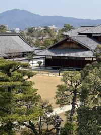 다양한 종류의 벚꽃🌸을 보고 싶다면 무조건 니조성 🏯 元離宮二条城
