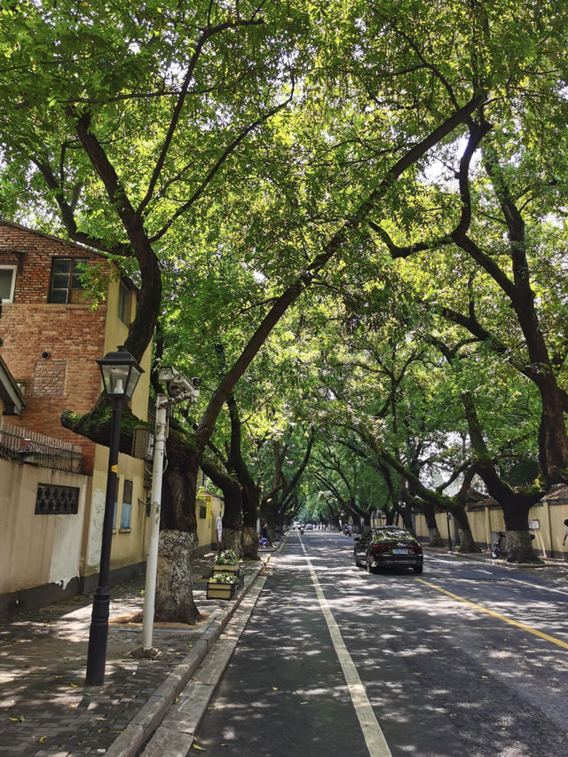 Leafy Escapes: Wandering Through Shanghai’s Green Side Roads