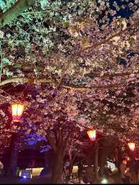 【北九州】小倉城の素敵な桜まつり🌸