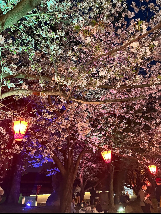 【北九州】小倉城の素敵な桜まつり🌸