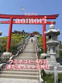 【青森×蕪島神社】ウミネコ3万から4万羽 空から運が降ってくる神社