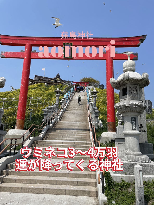 【青森×蕪島神社】ウミネコ3万から4万羽 空から運が降ってくる神社