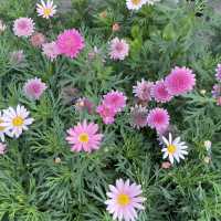Lijiang: A City Full of Flowers