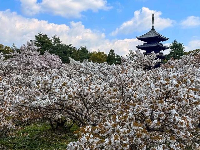 京都必遊賞櫻景點---仁和寺，御室櫻三絕