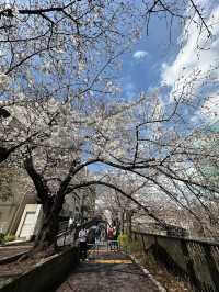 Meguro River Cherry Blossoms Promenade