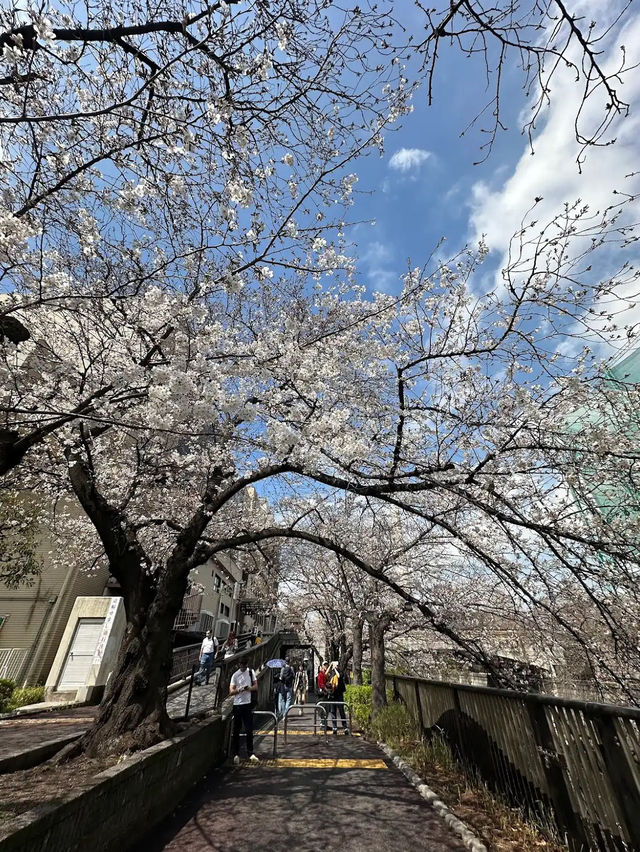 Meguro River Cherry Blossoms Promenade