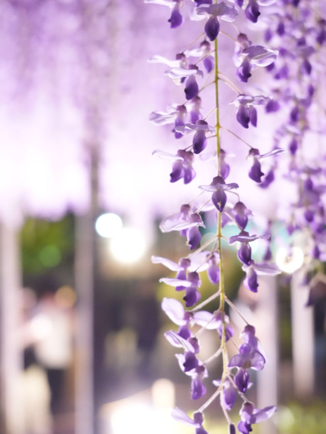 【栃木】一生に一度は見てみたかった藤の絶景スポット