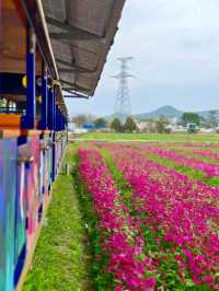 Wucai Fields: A Dreamlike Landscape in Golden Light