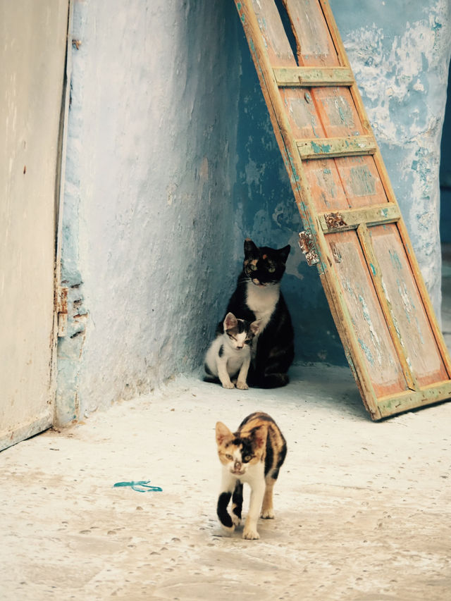 青と猫の街シャウエン　モロッコ🇲🇦