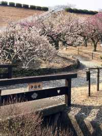 Spring Blossoms at the Kagawa Horticulture Center
