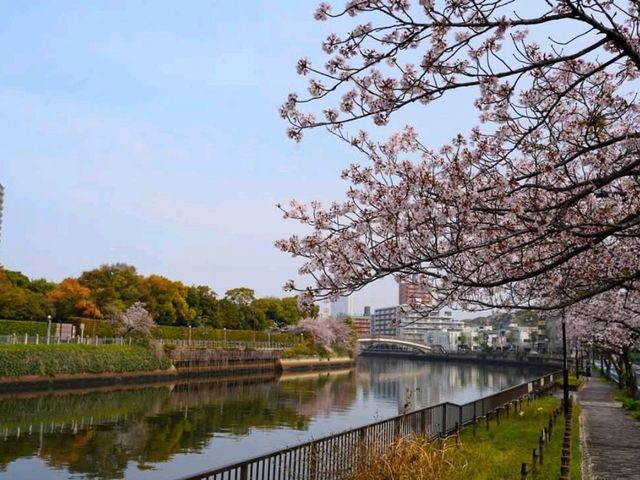 名古屋-白鳥庭園，春櫻蕩漾，東海地區最大的池泉回遊式庭園