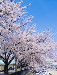 A Special April Cafe Trip with Cherry Blossoms 🌸☕ 