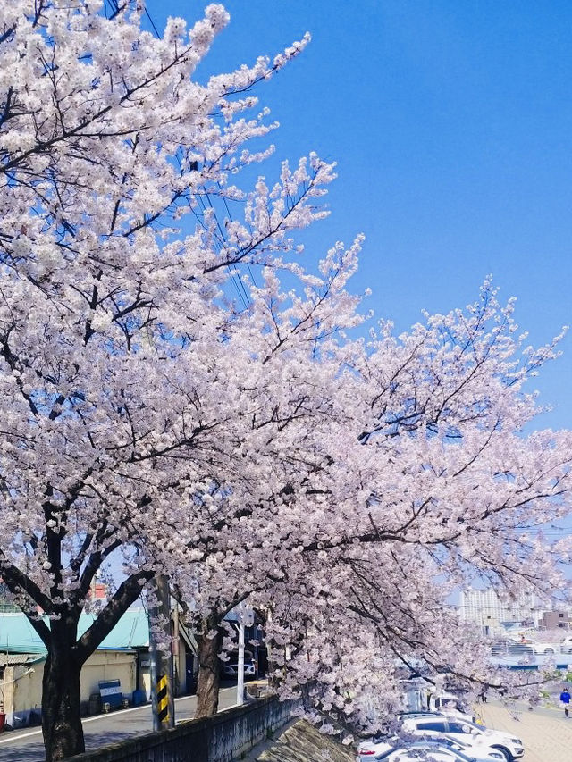 A Special April Cafe Trip with Cherry Blossoms 🌸☕ 
