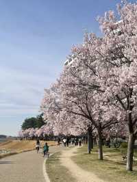 Osaka | A Hidden Cherry Blossom Gem You Can’t Miss!