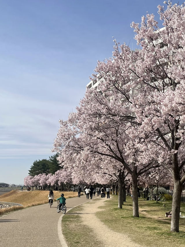 Osaka | A Hidden Cherry Blossom Gem You Can’t Miss!