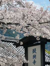 Daigoji Temple Cherry Blossoms– Kyoto’s Imperial Sakura Legacy