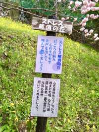 Cherry Blossoms in Full Bloom at Aguri Park Sagayamaen