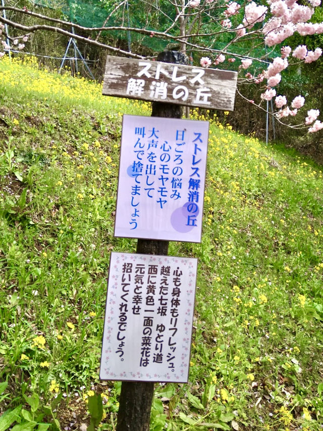 Cherry Blossoms in Full Bloom at Aguri Park Sagayamaen