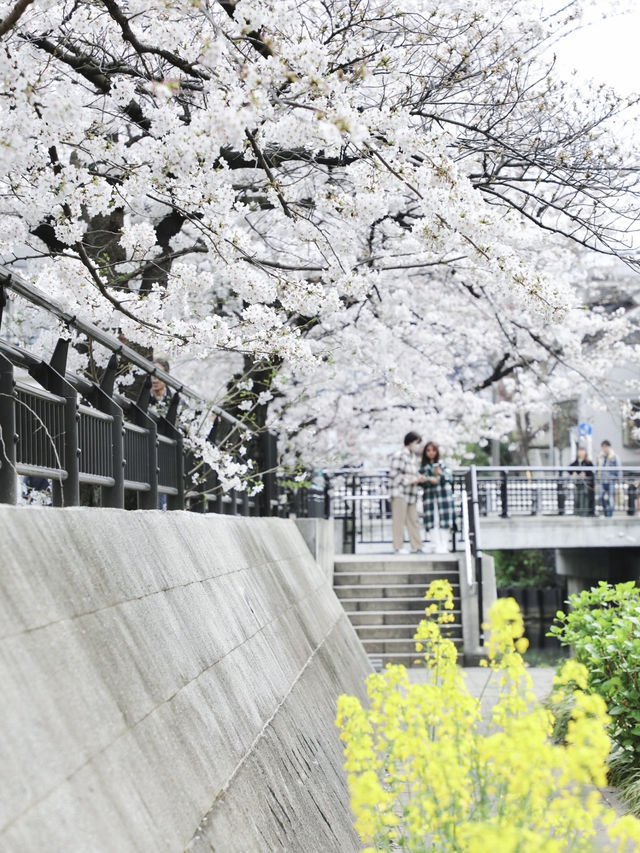🌸Tokyo Suburban Cherry Blossom Spot | A Peaceful Walk Away from Crowds🌸