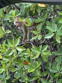 Monkey island Negombo, Sri Lanka 