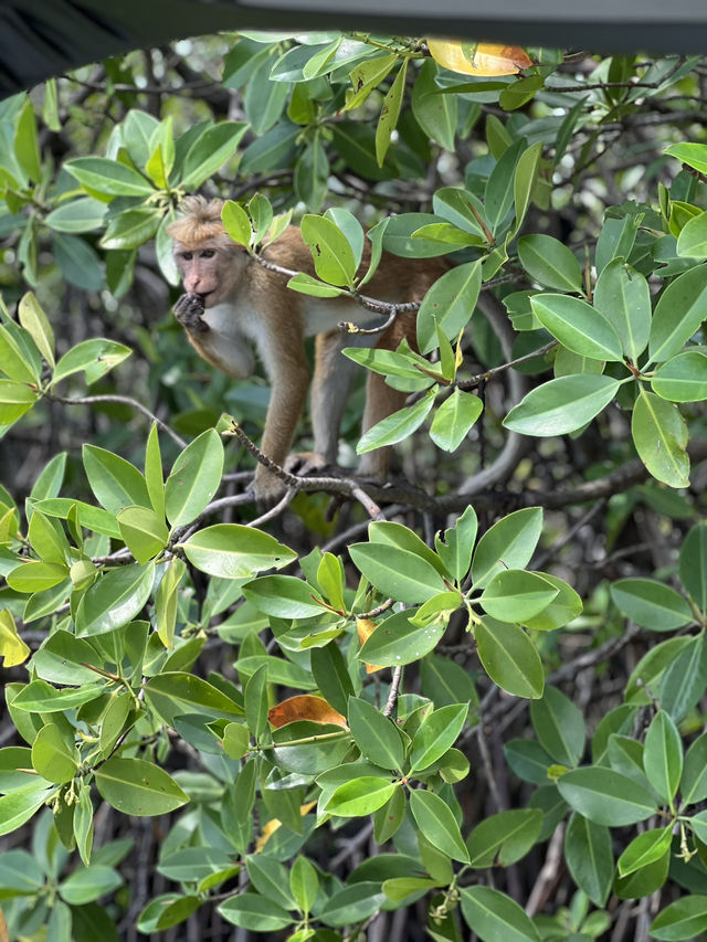 Monkey island Negombo, Sri Lanka 