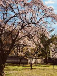 Planning Your Late April Visit Changdeokgung Palace