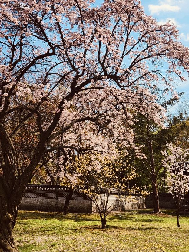 Planning Your Late April Visit Changdeokgung Palace