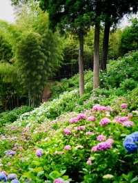 【千葉】1万株以上の紫陽花 メディアにもとりあげられる大人気紫陽花スポット！