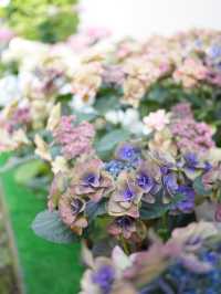 【埼玉】あじさい寺として親しまれていて鐘楼堂の梵鐘と紫陽花とのショットが有名