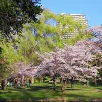 波拉梅公園·櫻花派對