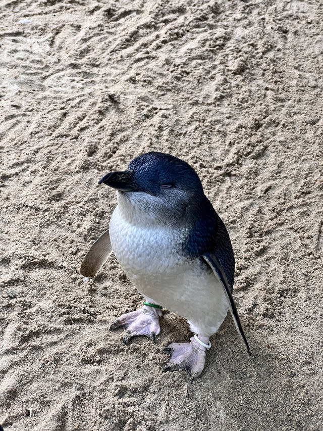 園區小小，動物種類，近距離親親袋鼠