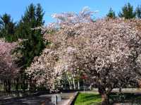 札幌農試公園，市民賞櫻踏青的農業試驗園區