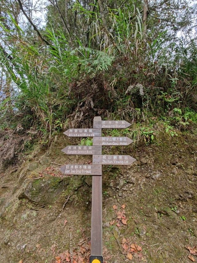 # 阿里山國家森林遊樂區-嘉義縣阿里山鄉