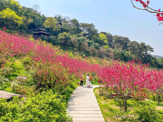 복숭아꽃이 만발한 곳..